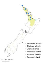 Hypericum mutilum subsp. mutilum distribution map based on databased records at AK, CHR and WELT.
 Image: K. Boardman © Landcare Research 2014 